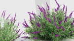 Mexican Bush Sage Salvia leucantha