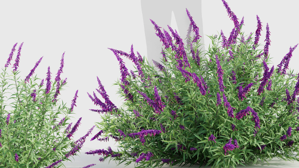 Mexican Bush Sage Salvia leucantha