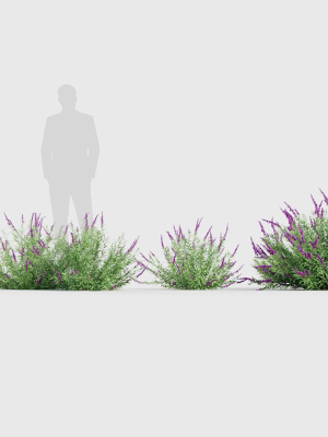 mexican-bush-sage-salvia-leucantha-3d-model-53318fbaae