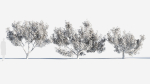 Michelia maudiae tree a