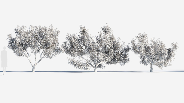 Michelia maudiae tree a