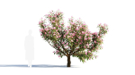 Michelia maudiae tree a