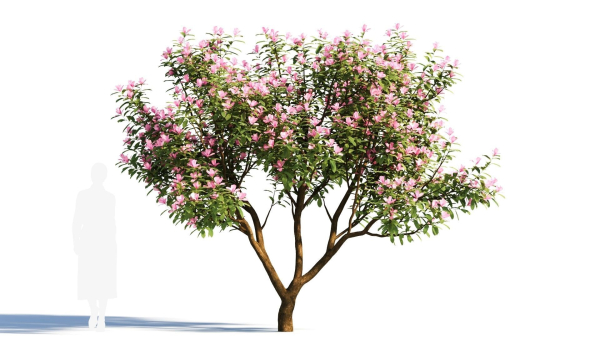 Michelia maudiae tree a