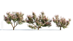 Michelia maudiae tree a