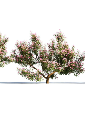 Michelia maudiae tree a