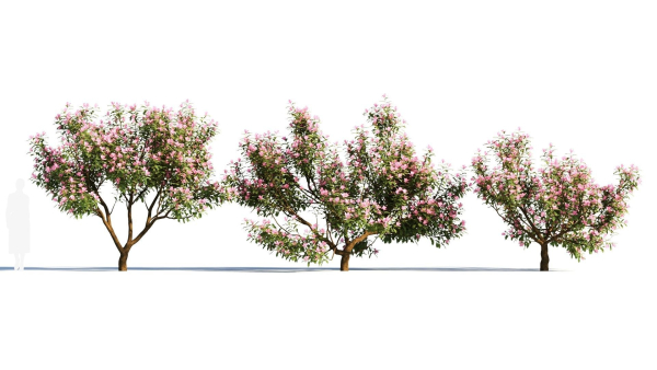 Michelia maudiae tree a