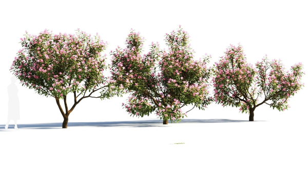 Michelia maudiae tree a