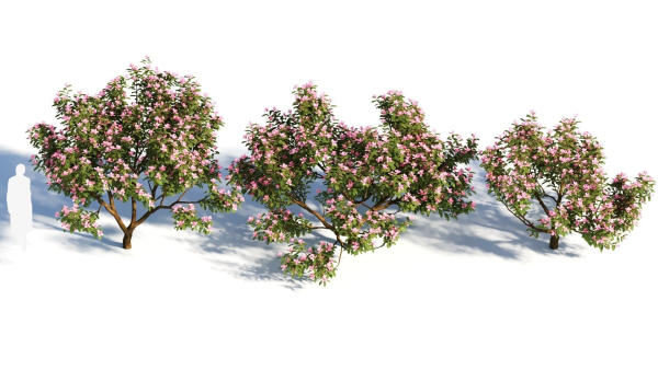 Michelia maudiae tree a