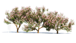 Michelia maudiae tree a