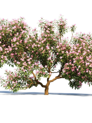 michelia-maudiae-tree-a-3d-model-b9c3d7f750