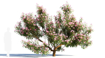 Michelia maudiae tree a