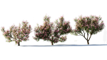 Michelia maudiae tree a