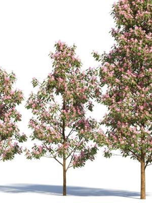 michelia-maudiae-tree-b-3d-model-07ae0a21a3