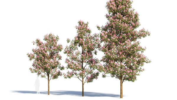 Michelia maudiae tree b