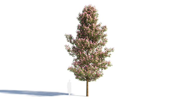Michelia maudiae tree b