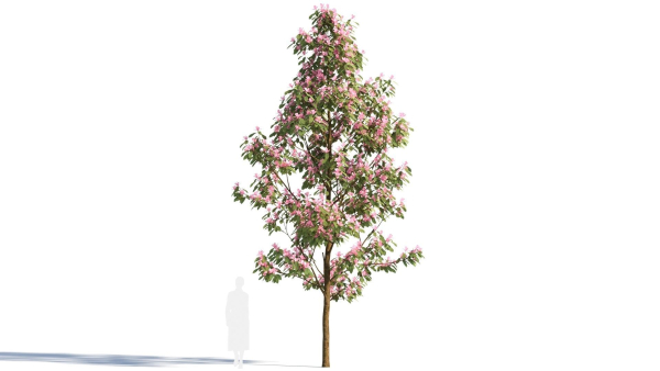 Michelia maudiae tree b