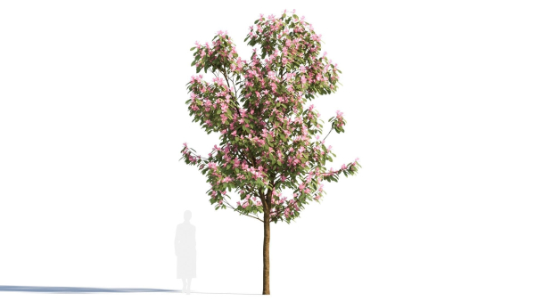Michelia maudiae tree b