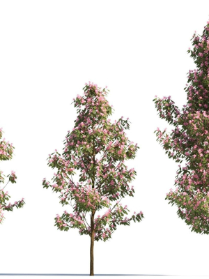 Michelia maudiae tree b