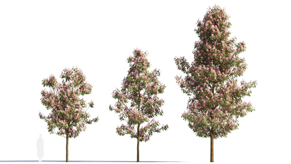 Michelia maudiae tree b