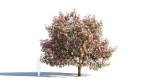 Michelia maudiae tree c