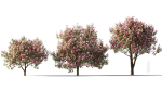 Michelia maudiae tree c
