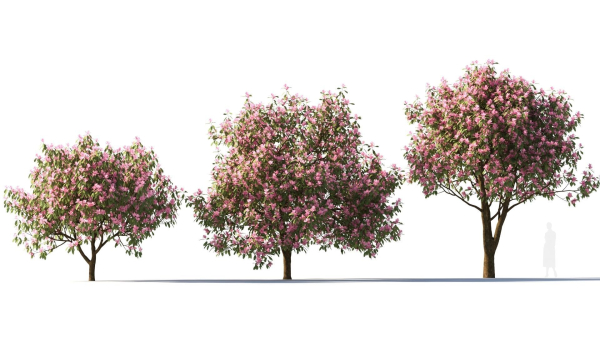 Michelia maudiae tree c