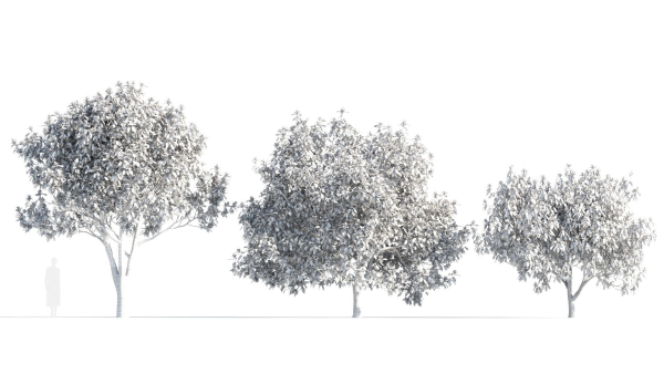 Michelia maudiae tree c