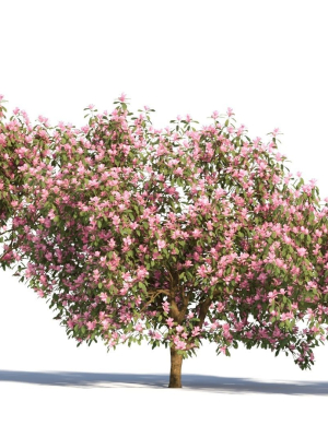 michelia-maudiae-tree-c-3d-model-8973a780df