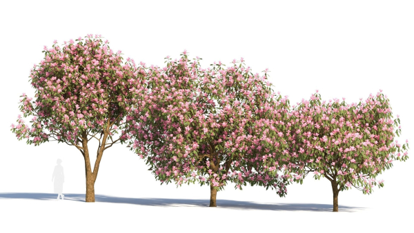 Michelia maudiae tree c