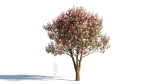 Michelia maudiae tree c