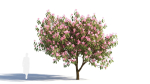 Michelia maudiae tree c