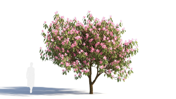 Michelia maudiae tree c