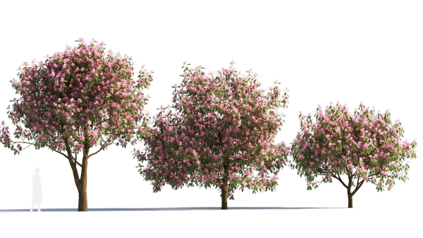 Michelia maudiae tree c