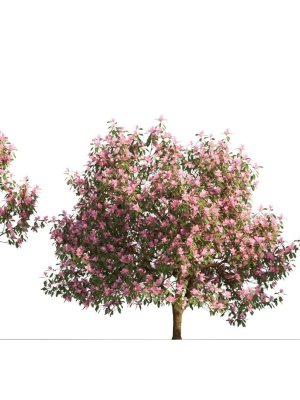 Michelia maudiae tree c