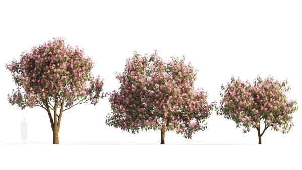 Michelia maudiae tree c