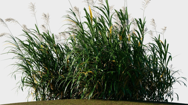 Miscanthus floridulus a