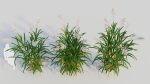 Miscanthus floridulus a