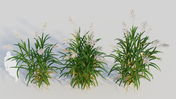 Miscanthus floridulus a