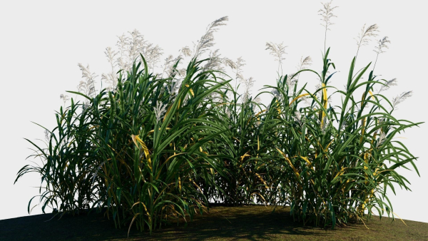 Miscanthus floridulus a