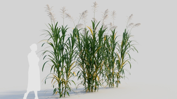 Miscanthus floridulus a