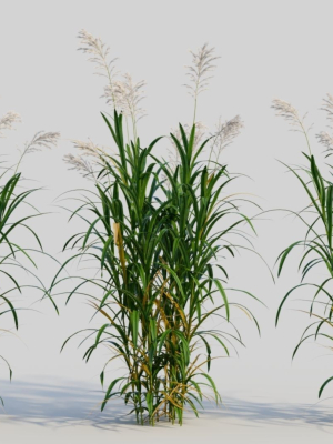 Miscanthus floridulus a