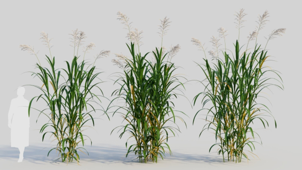 Miscanthus floridulus a