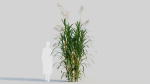 Miscanthus floridulus a