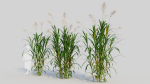 Miscanthus floridulus a