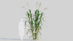 Miscanthus floridulus a