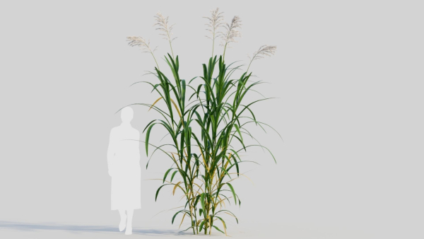 Miscanthus floridulus a