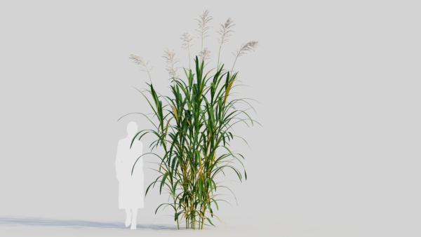 Miscanthus floridulus a