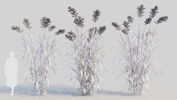 Miscanthus floridulus a