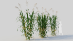 Miscanthus floridulus a
