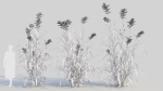 Miscanthus floridulus b